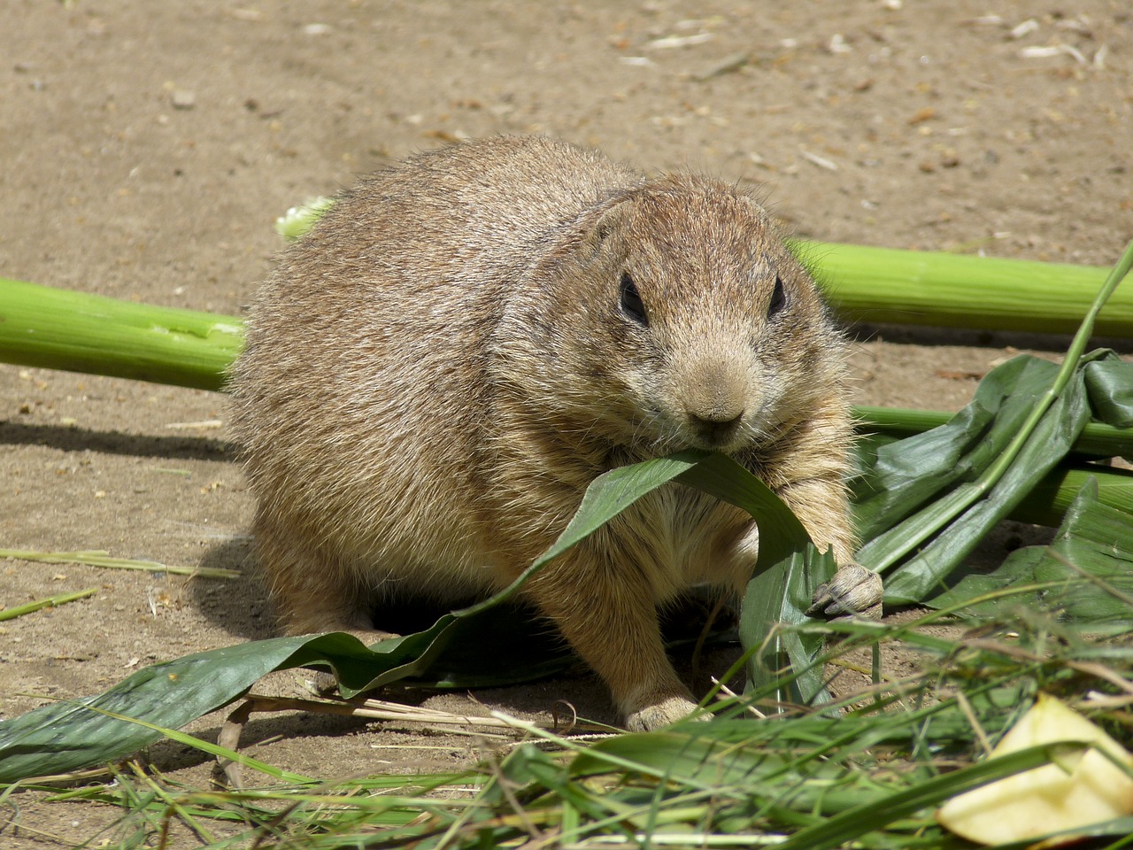 prairie dog zoo rodent free photo