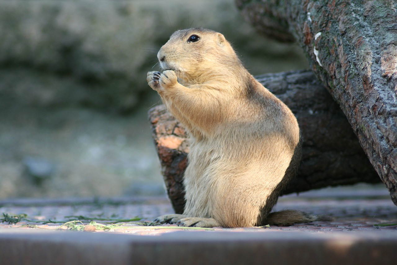 prairie dog animals nature free photo