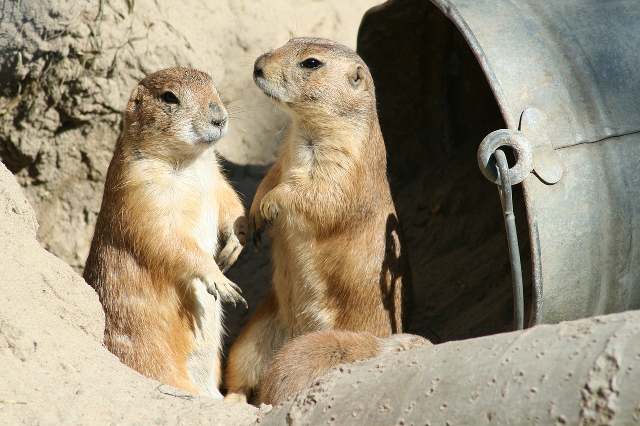 prairie dog zoo animal free photo