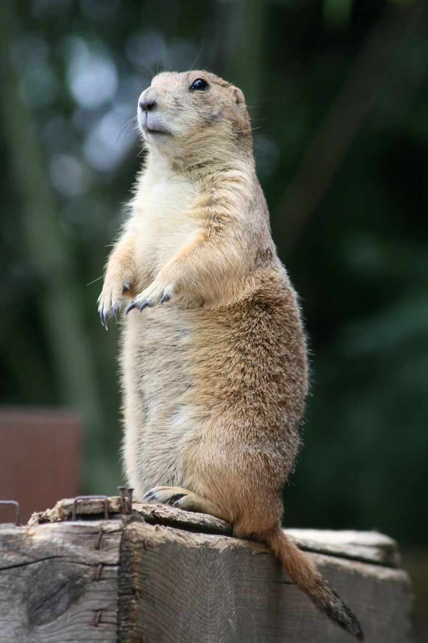 prairie dog zoo animal free photo