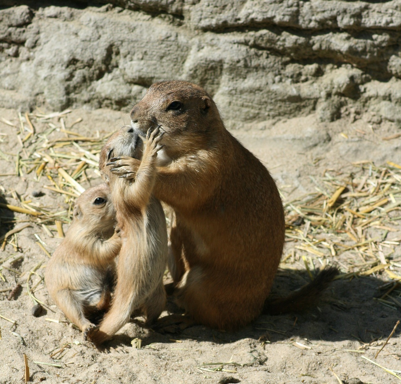 prairie dog zoo small animals free photo