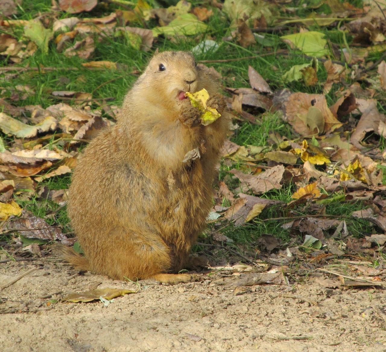 prairie dog portrait close up free photo