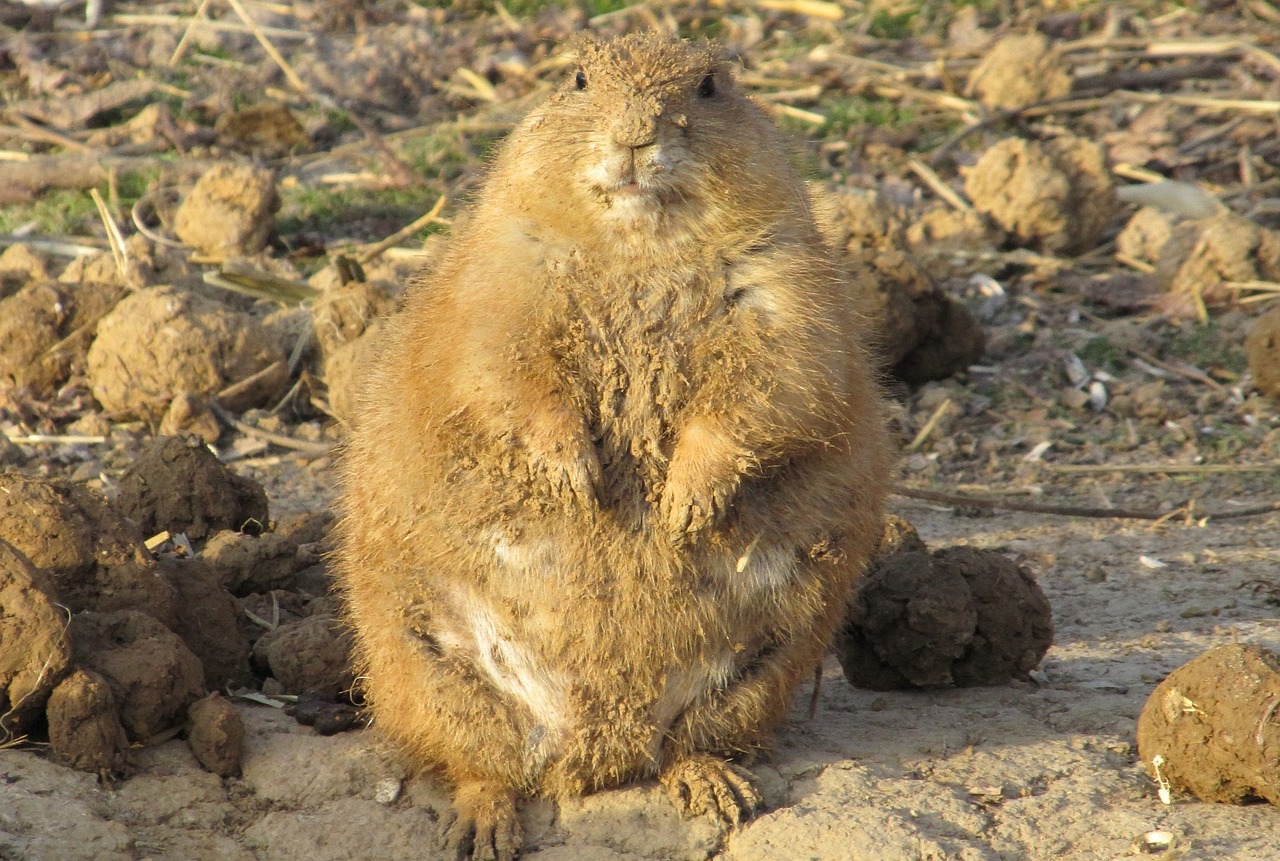 prairie dog fat wildlife free photo