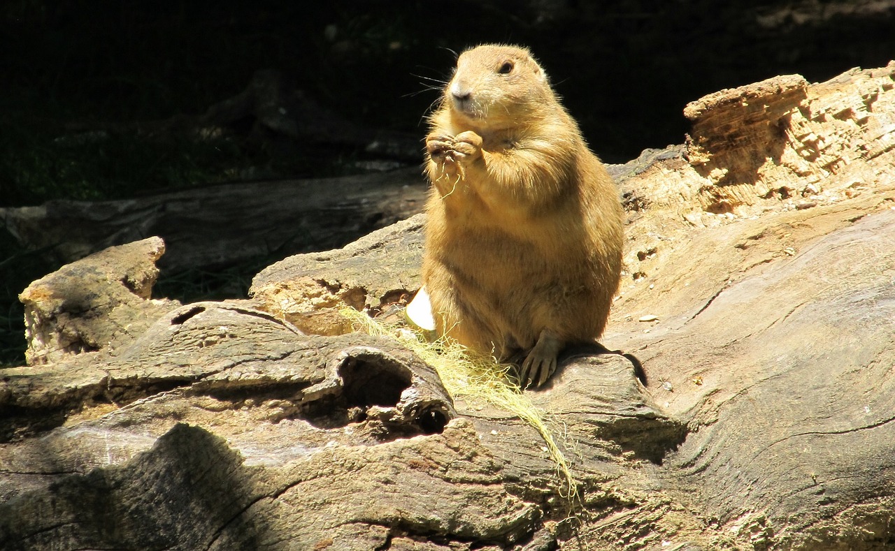 prairie dog portrait close up free photo