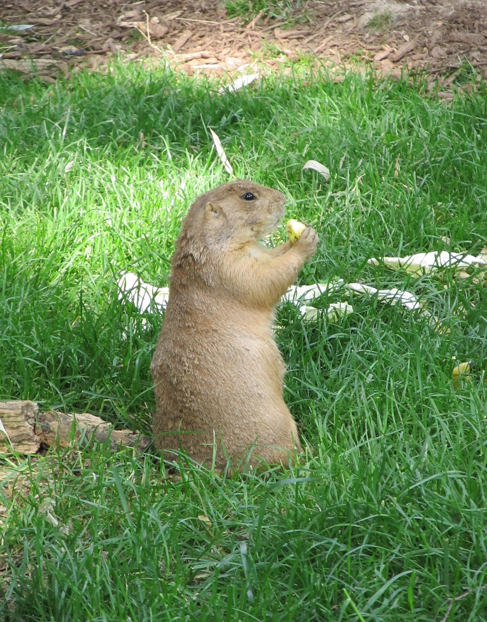 prairie dog portrait wildlife free photo