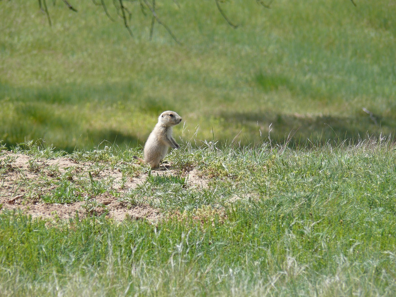 prairie dog baby prairie dog devils tower free photo