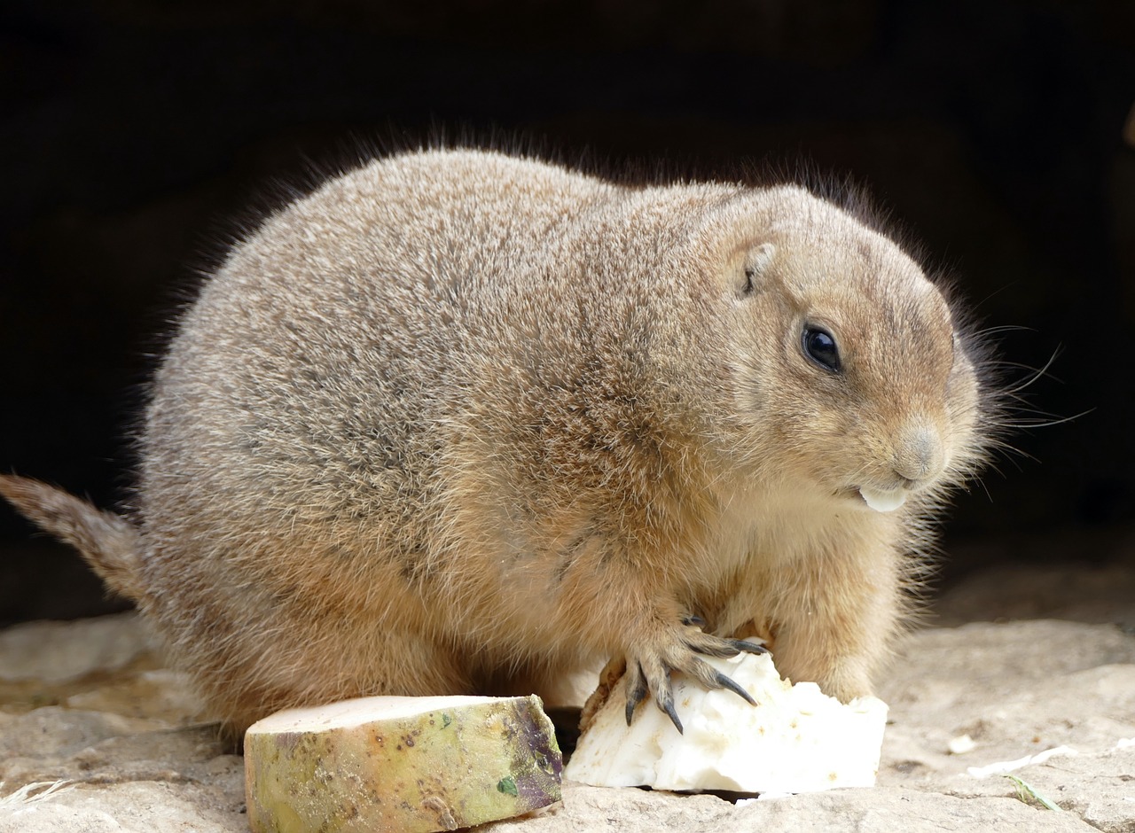 prairie dog animal food free photo