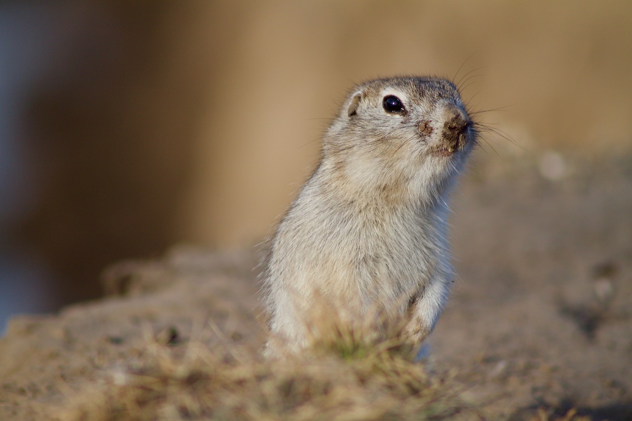 prairie dog rodent squirrel free photo