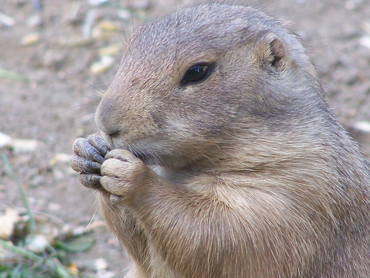 prairie dog nager rodent free photo