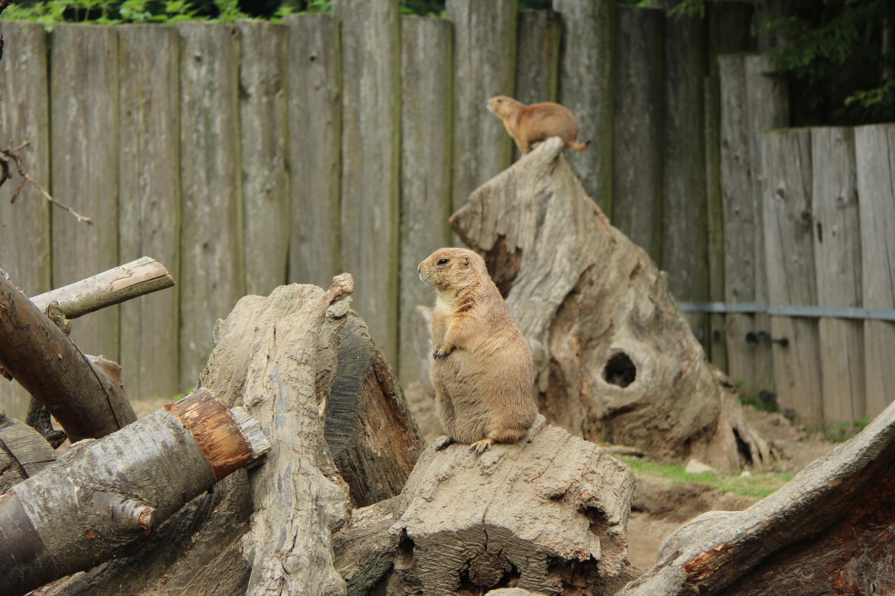 prairie dog bird park detmold free photo