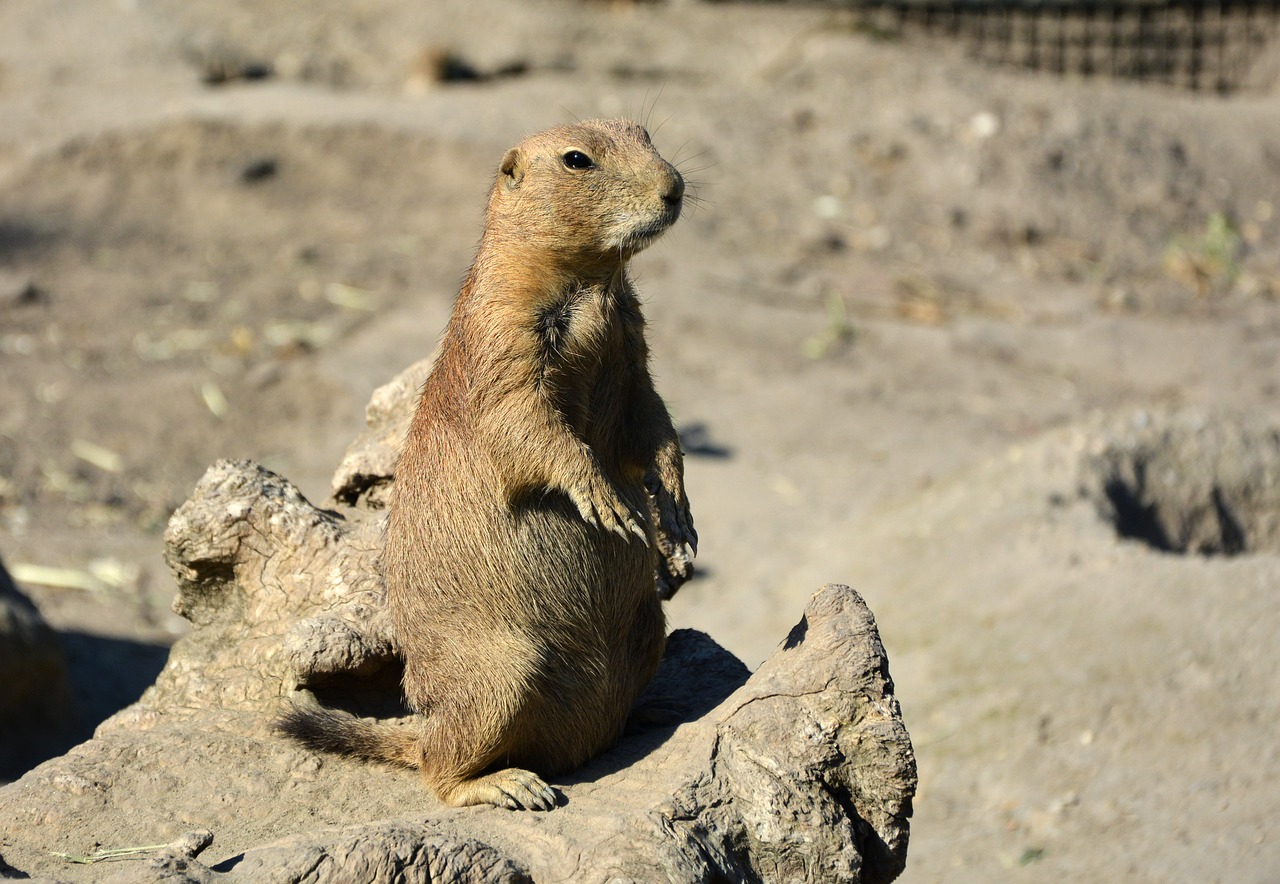 prairie dog cynomys rodent free photo