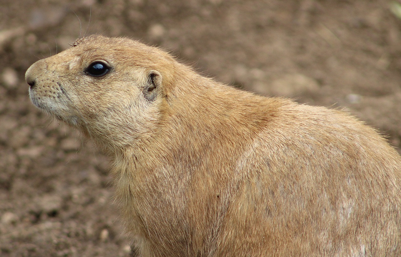 prairie dog animal zoo free photo