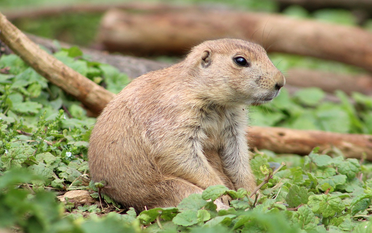 prairie dog animal zoo free photo