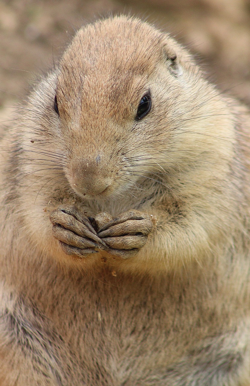 prairie dog animal zoo free photo