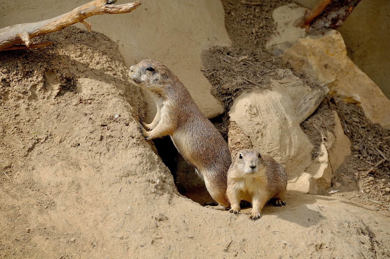 prairie dog rodent nager free photo