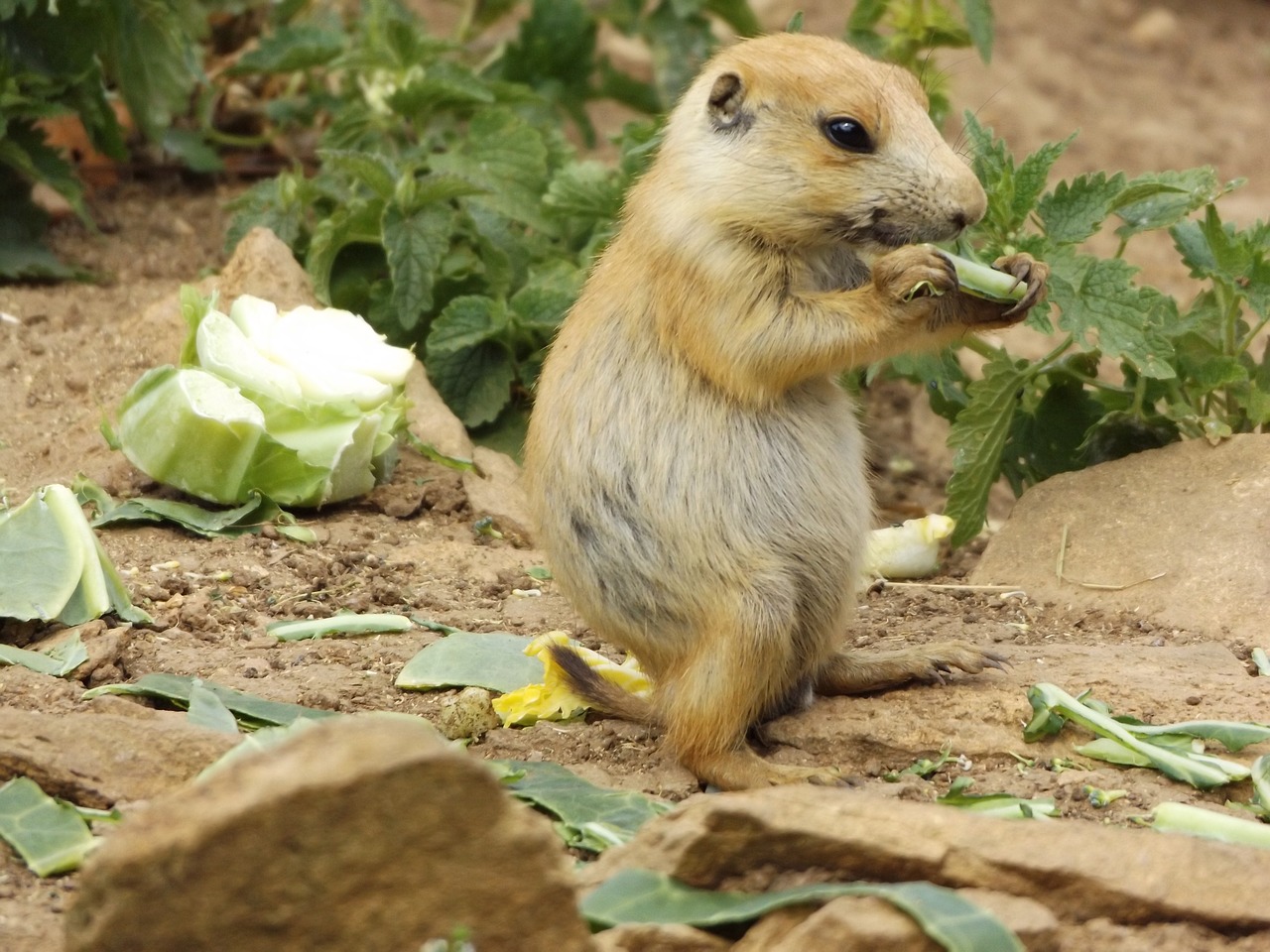 prairie dog mammal zoo free photo