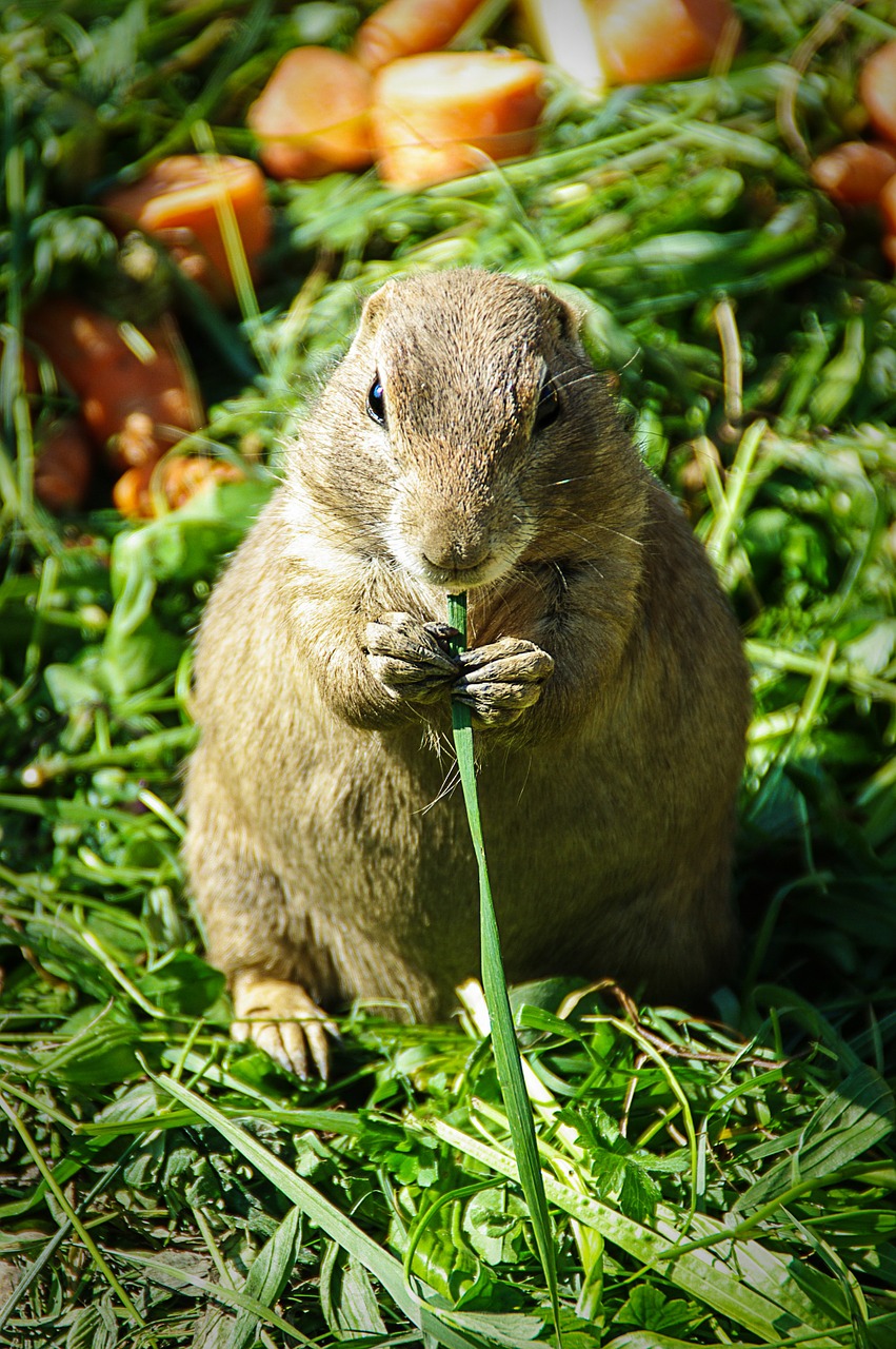 prairie dog small cute free photo