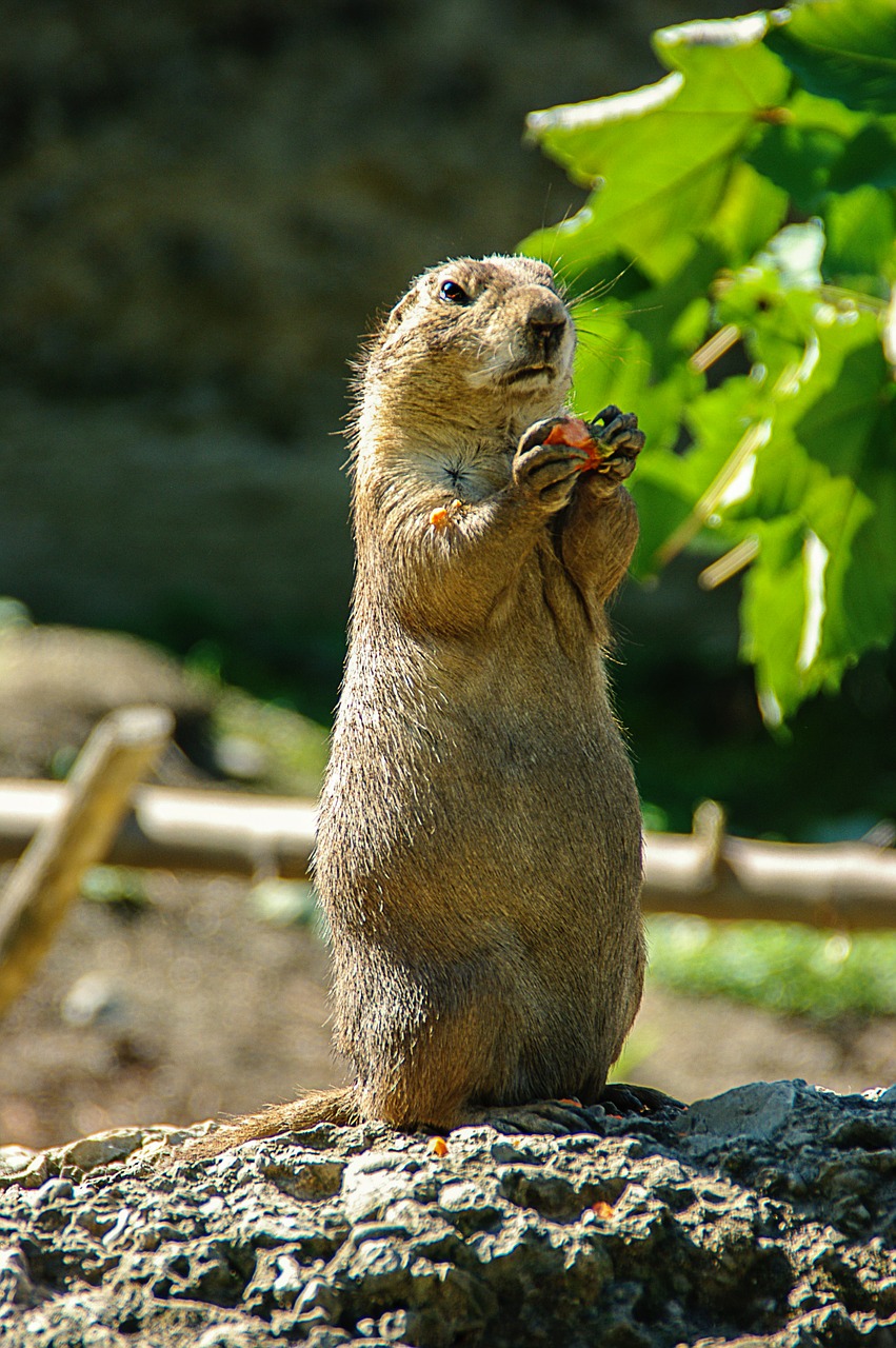 prairie dog small cute free photo