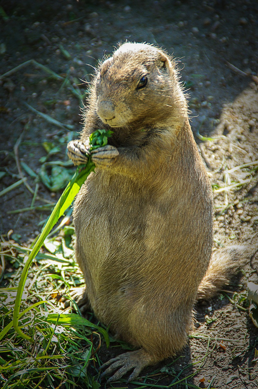 prairie dog small cute free photo