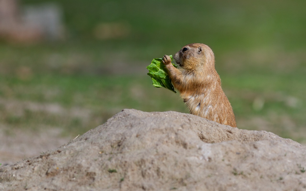 prairie dog  rodent  mound of earth free photo