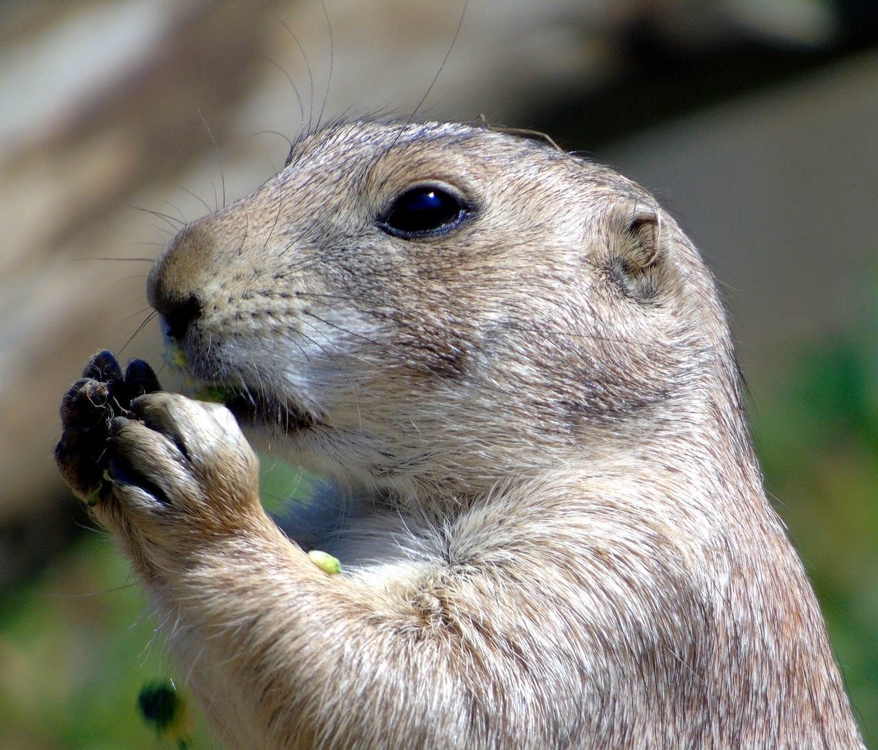 prairie dog  animal  prairie free photo