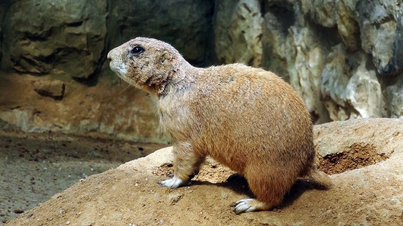 prairie dog  animal  sand free photo