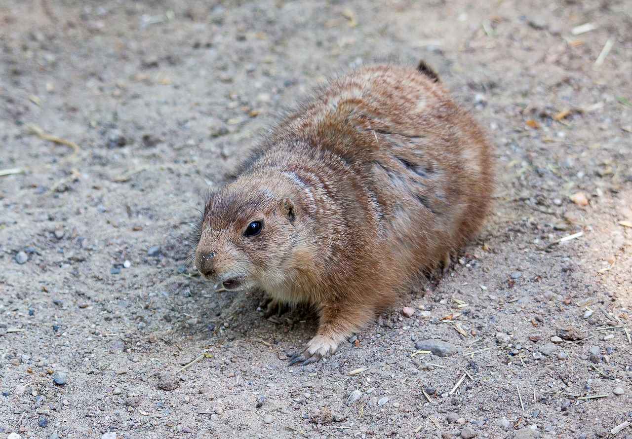 prairie dog  mammal  rodent free photo