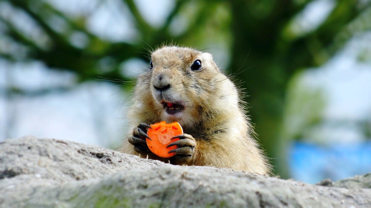 prairie dog  animal  carrot free photo