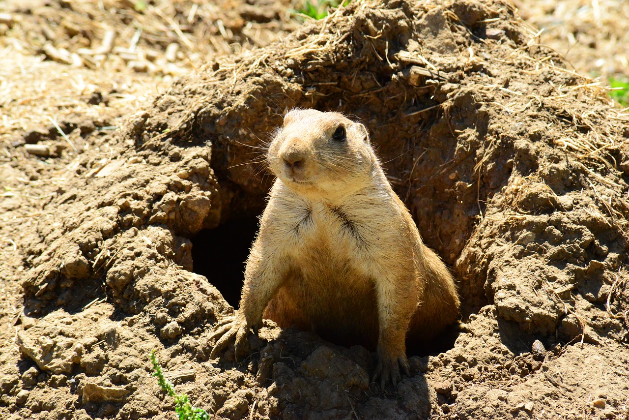 prairie dog  animal  mammal free photo