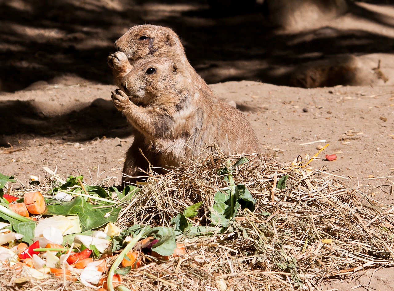 prairie dog  prairie dogs  rodent free photo