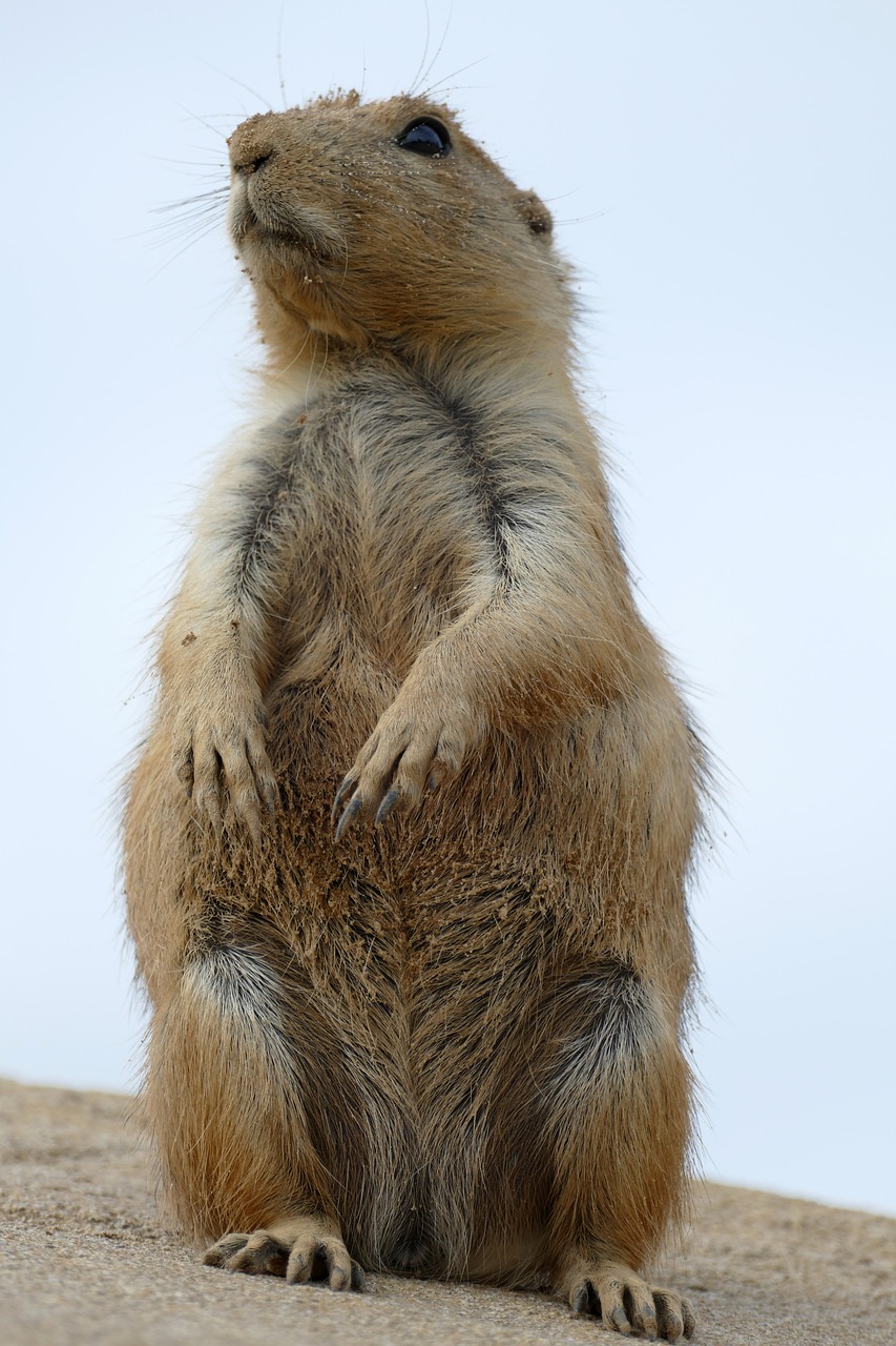 prairie dog  cynomys  ground squirrel free photo