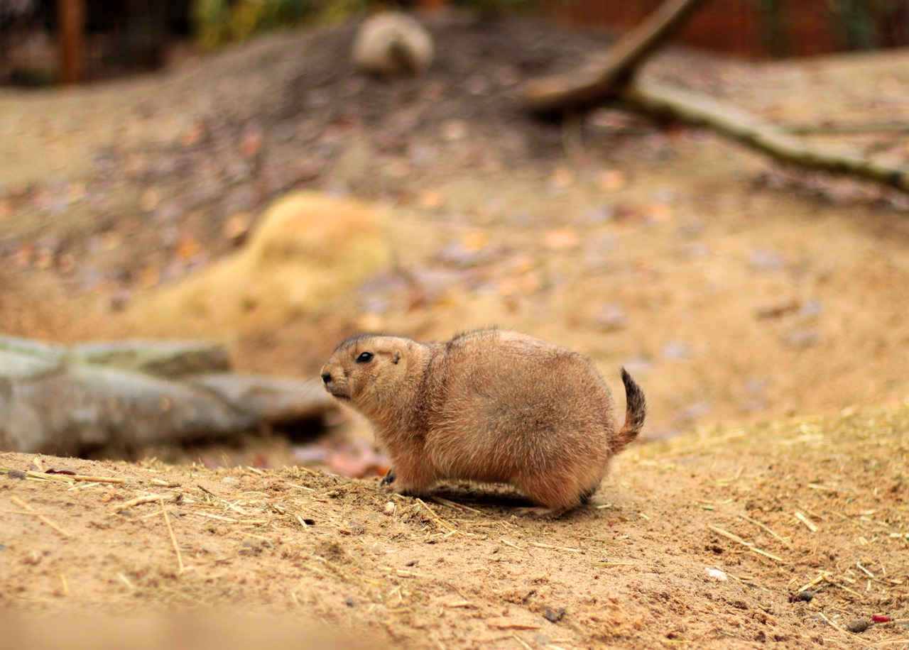 prairie dog  brown  rodent free photo