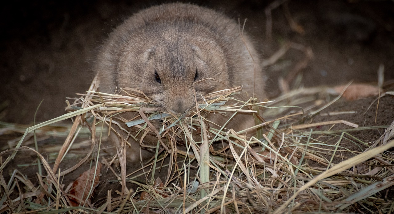 prairie dog  animal  nature free photo