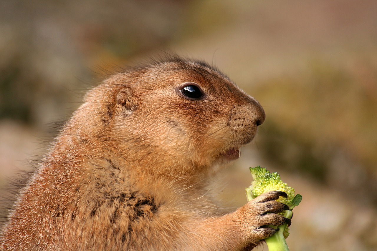 prairie dog rodent animal free photo