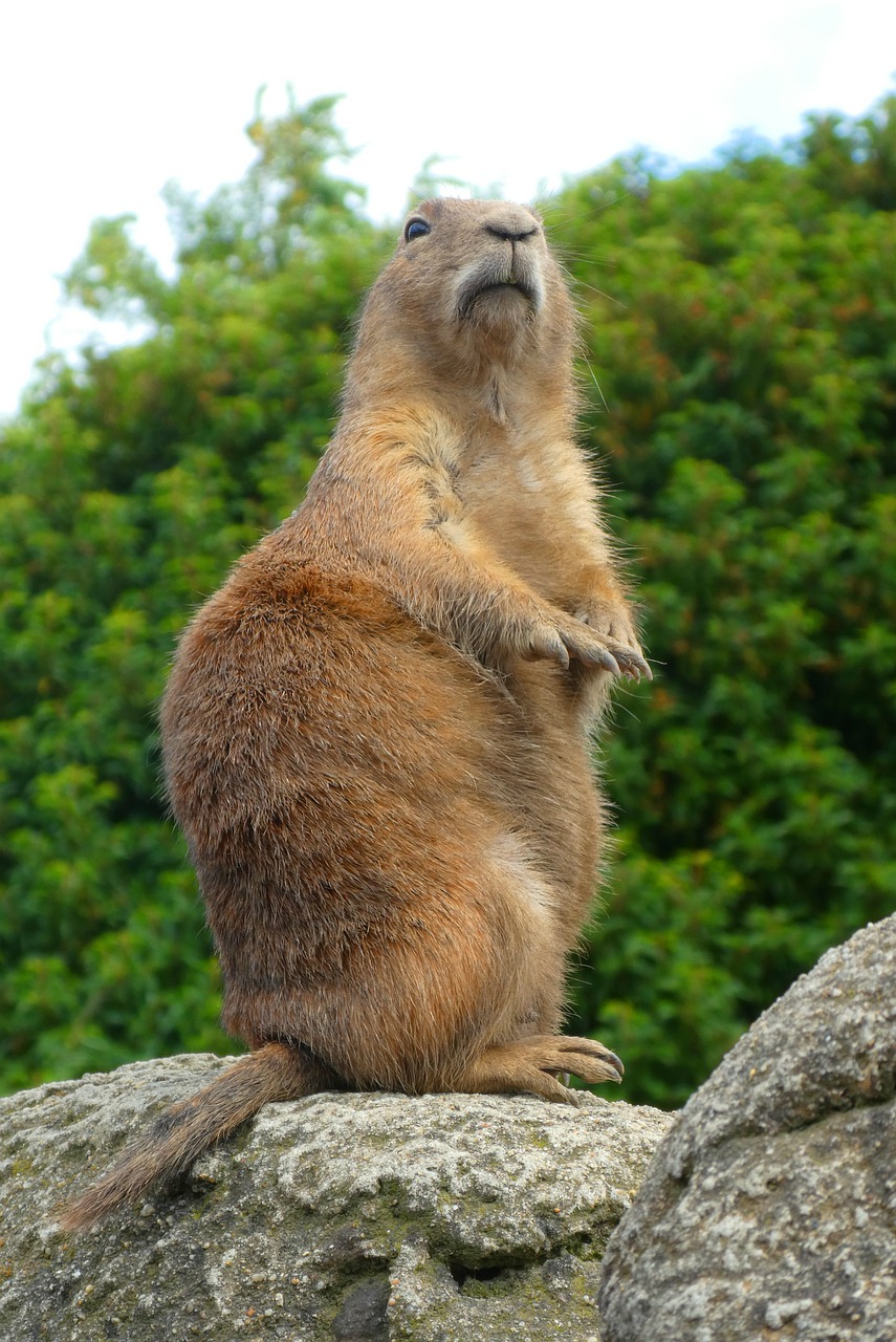 prairie dog  watch  lookout free photo