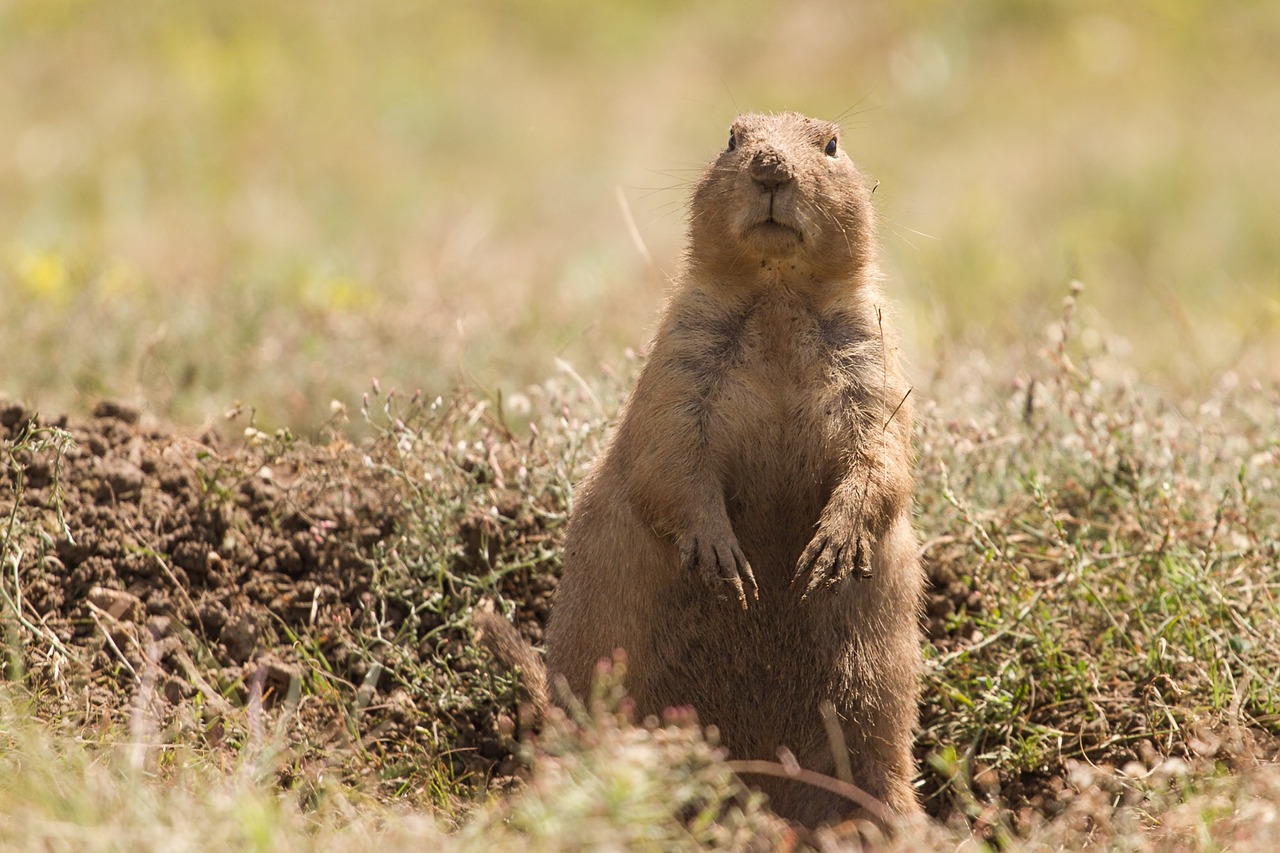 prairie dog animal wild life free photo