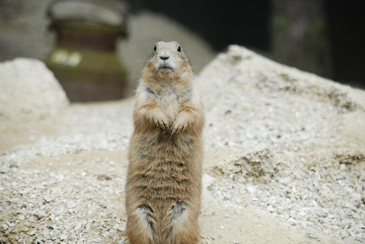 prairie dog rodent sand free photo