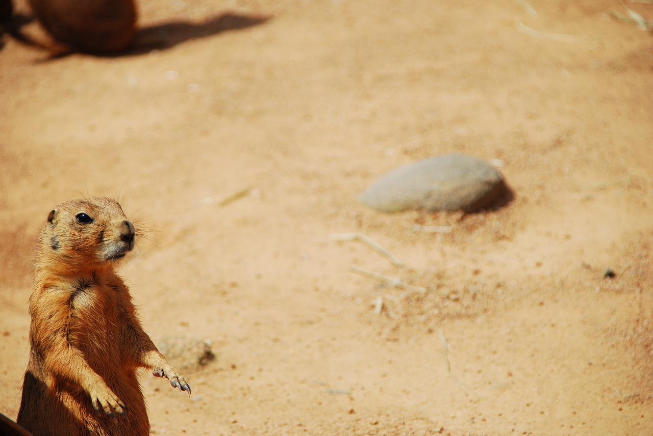 prairie dog animal sand free photo