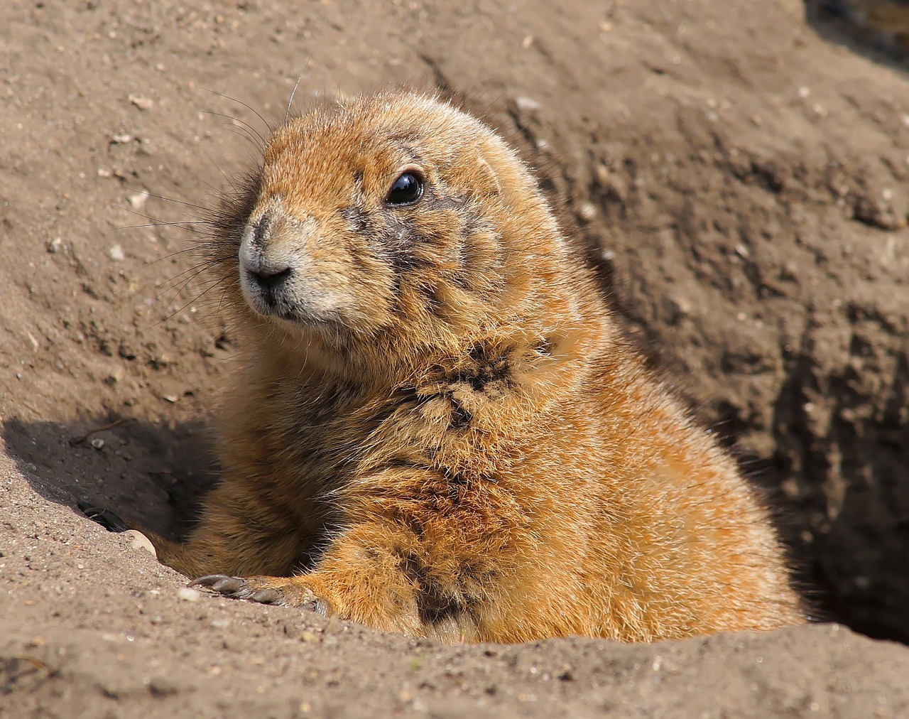 prairie dog texas furry free photo