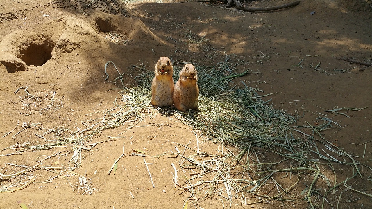 prairie dog zoo twins free photo