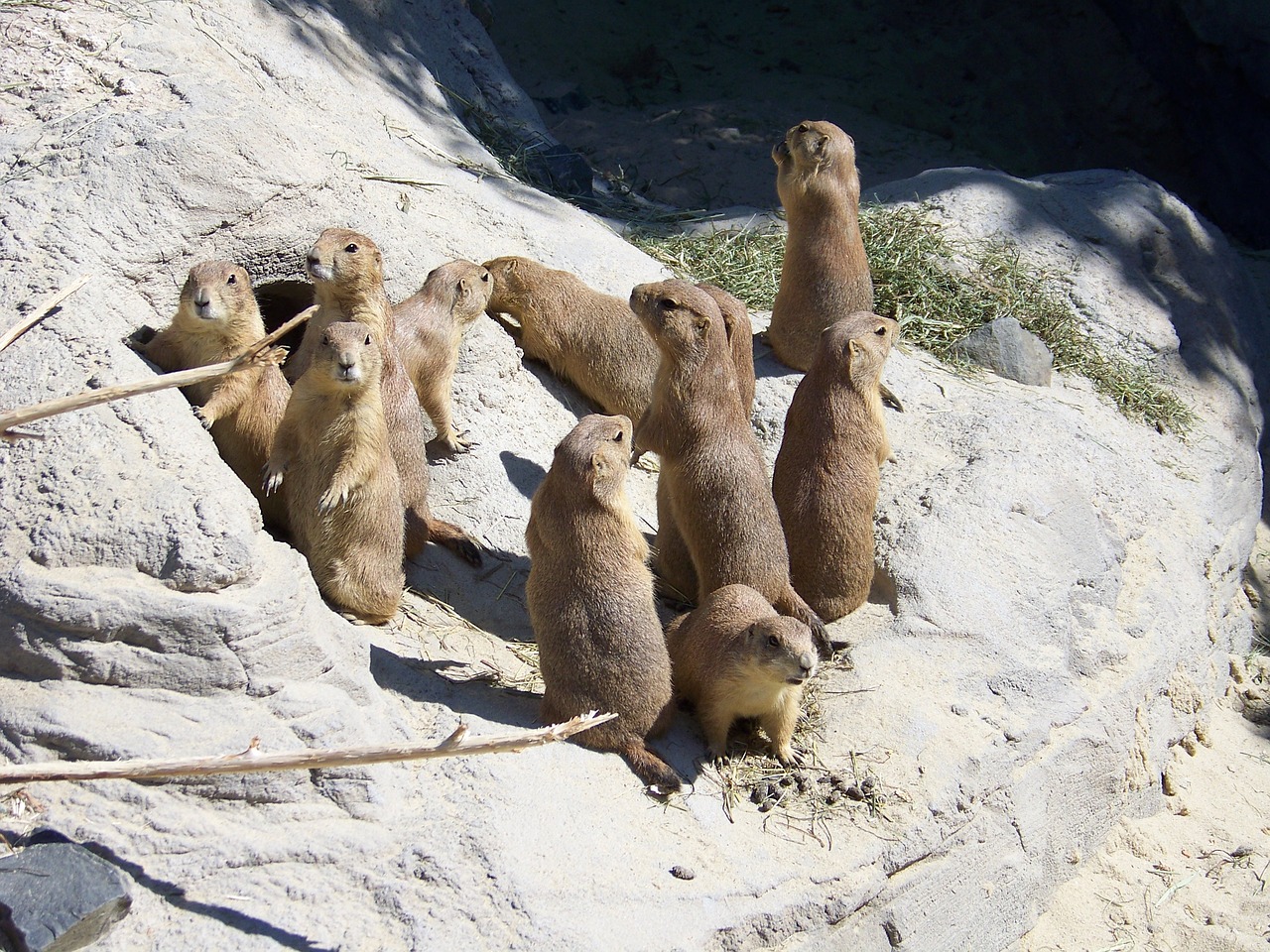 prairie dogs zoo mammal free photo