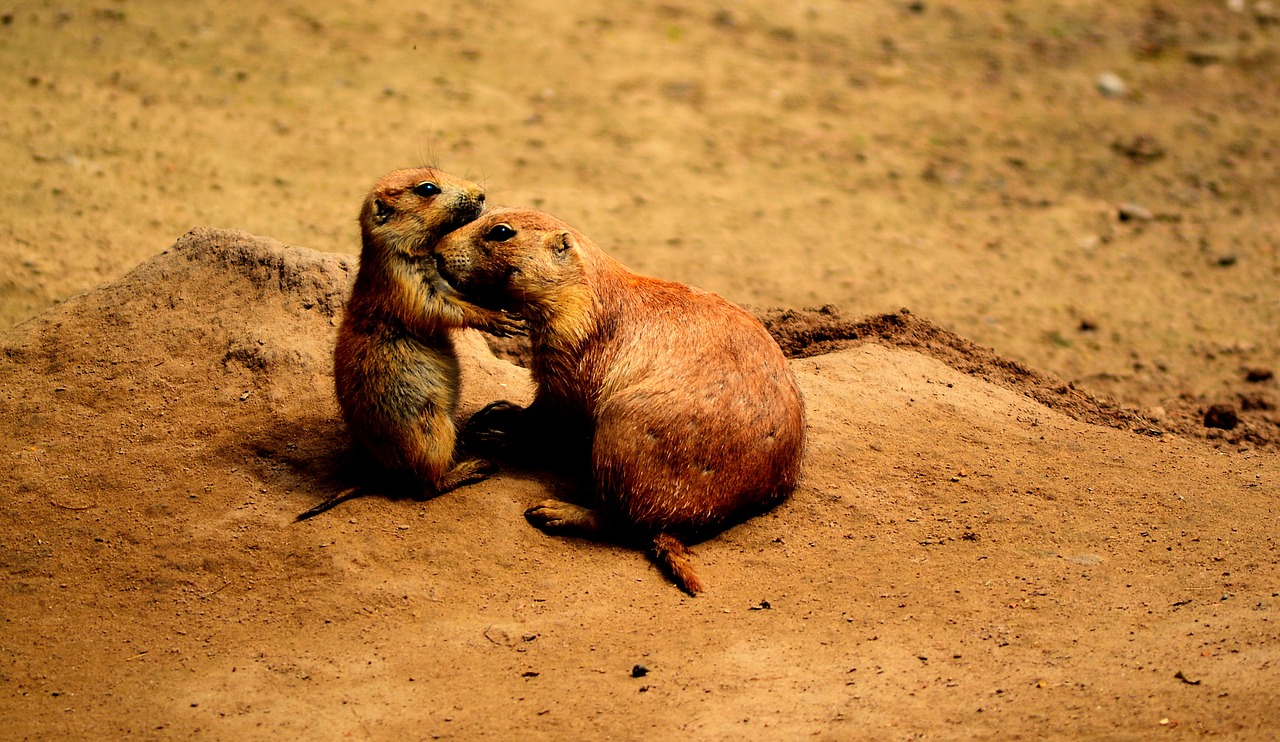 prairie dogs friends sweet free photo