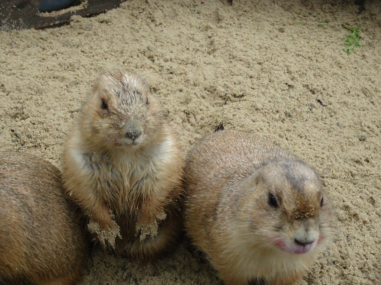 prairie dogs zoo sand free photo