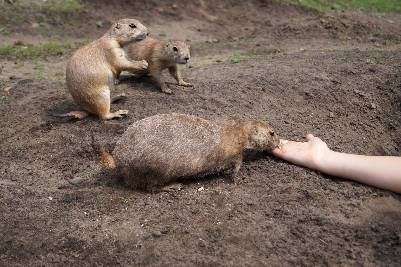 prairie dogs rodents animals free photo