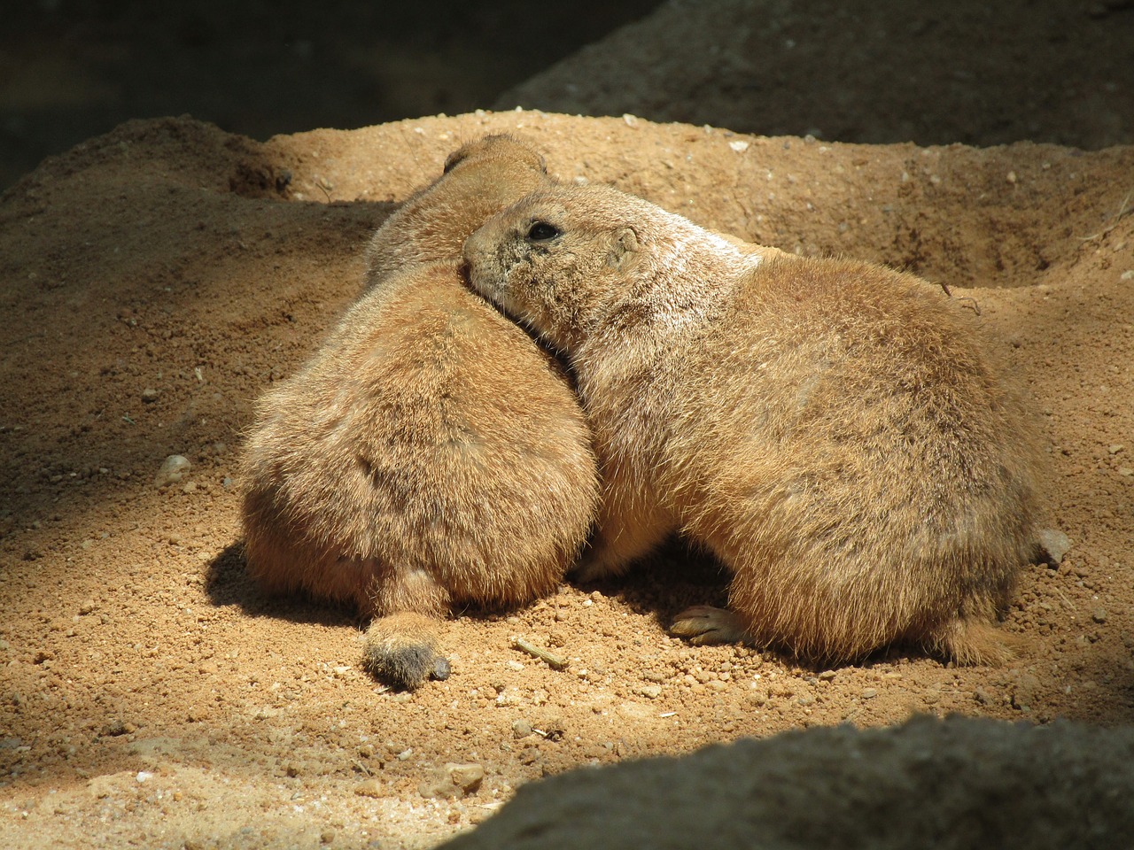 prairie dogs  mammal  zoo free photo