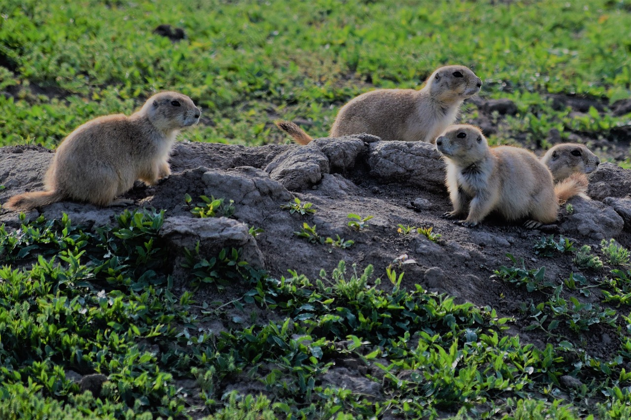 prairie dogs  wildlife  nature free photo