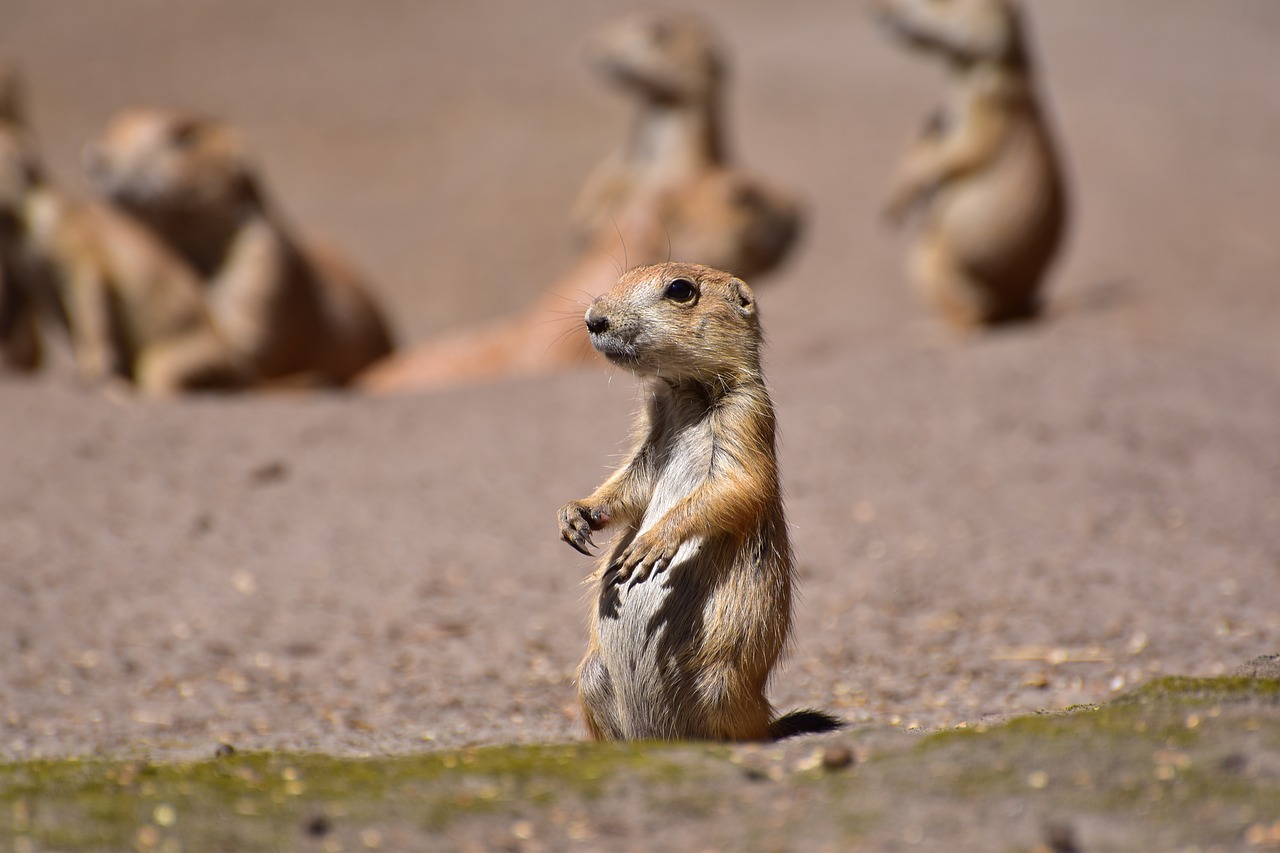 prairie dogs  young animal  guard free photo