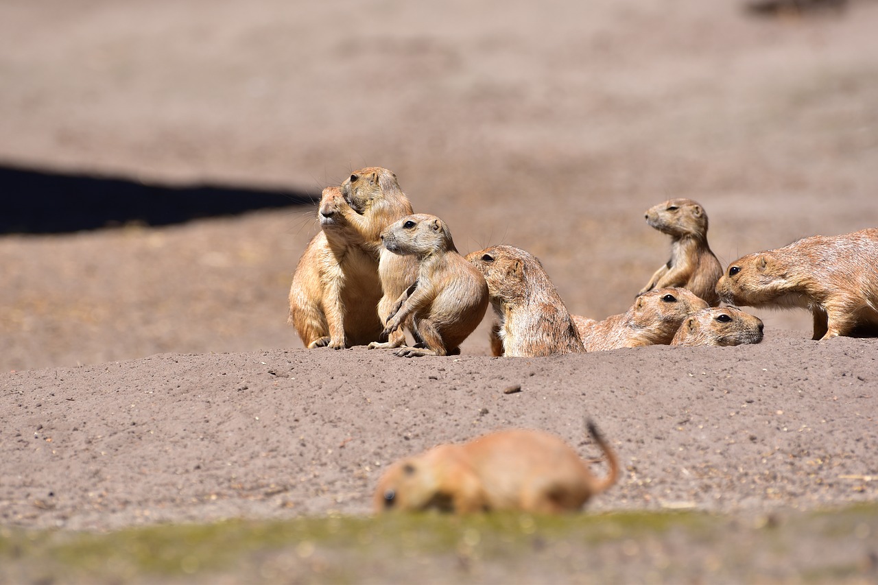 prairie dogs  young animal  guard free photo