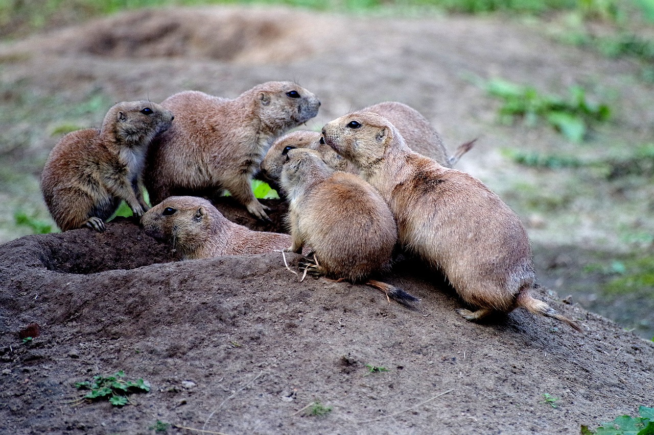 prairie dogs  animals  social free photo