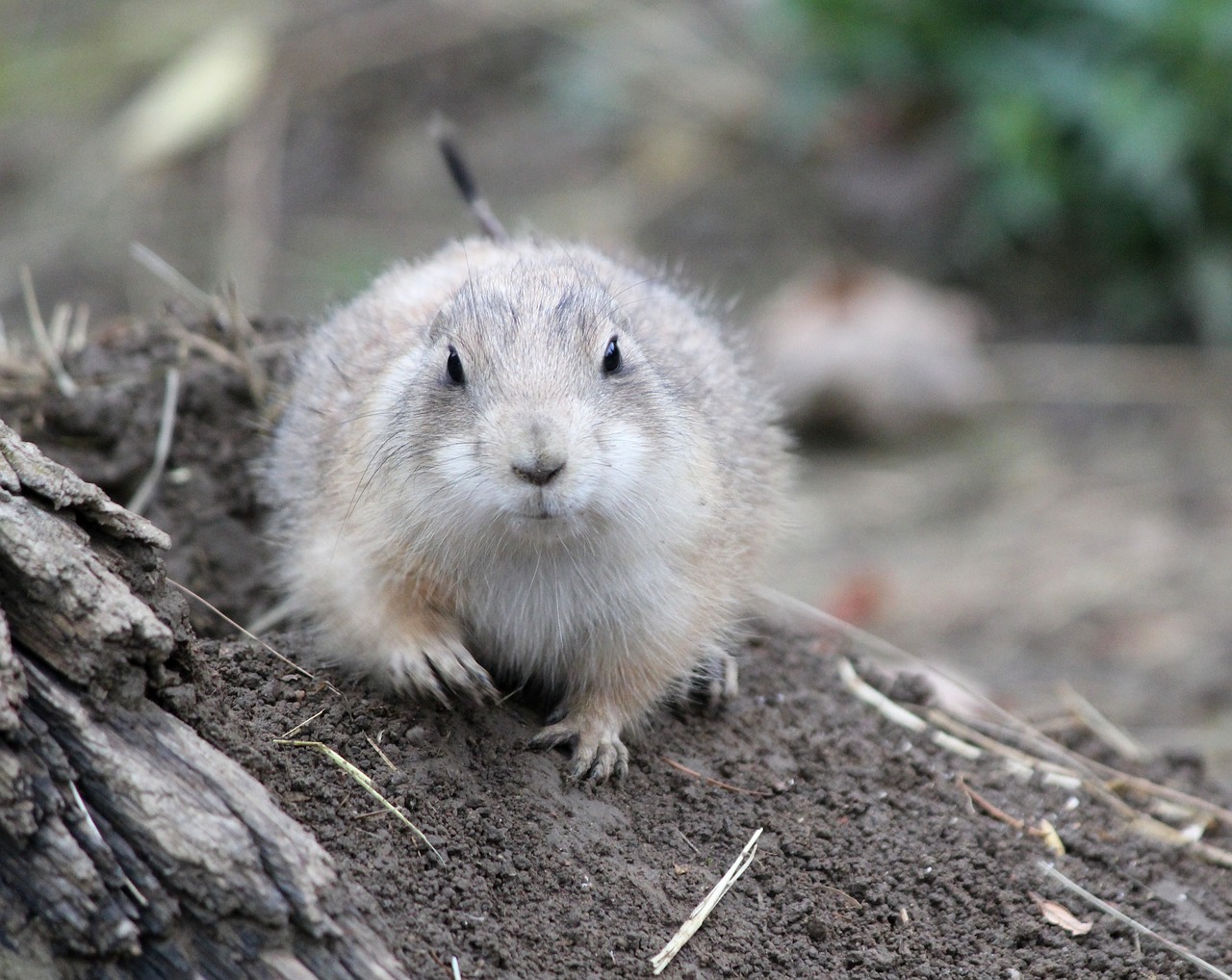 prairie dogs  prériový  rodent free photo